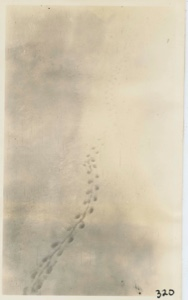 Image: Lemming Tracks